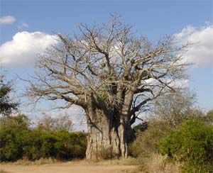 Nejjižněji rostoucí baobab z celé Afriky