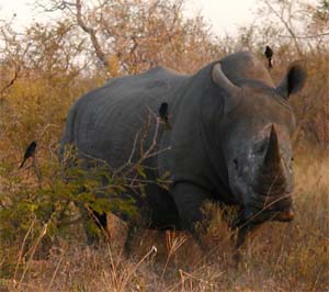 Vrcholný okamžik z Krugerova parku: nosorožec málem na
dosah!
